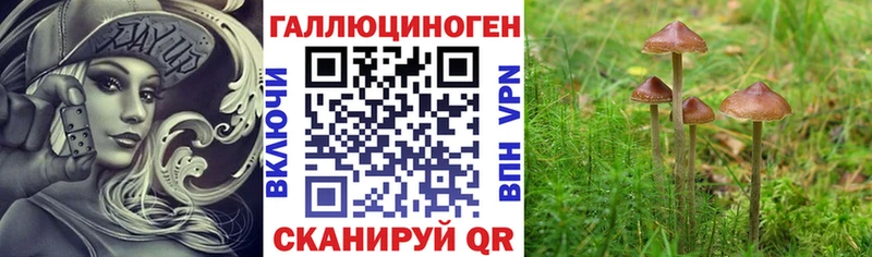 Псилоцибиновые грибы Psilocybe  где продают   Железногорск 